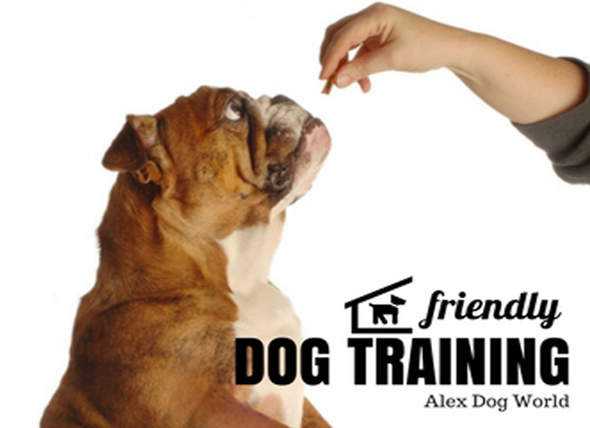 dog training image