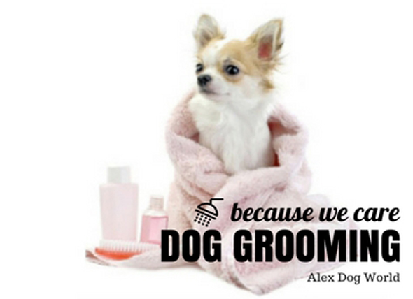 dog grooming image