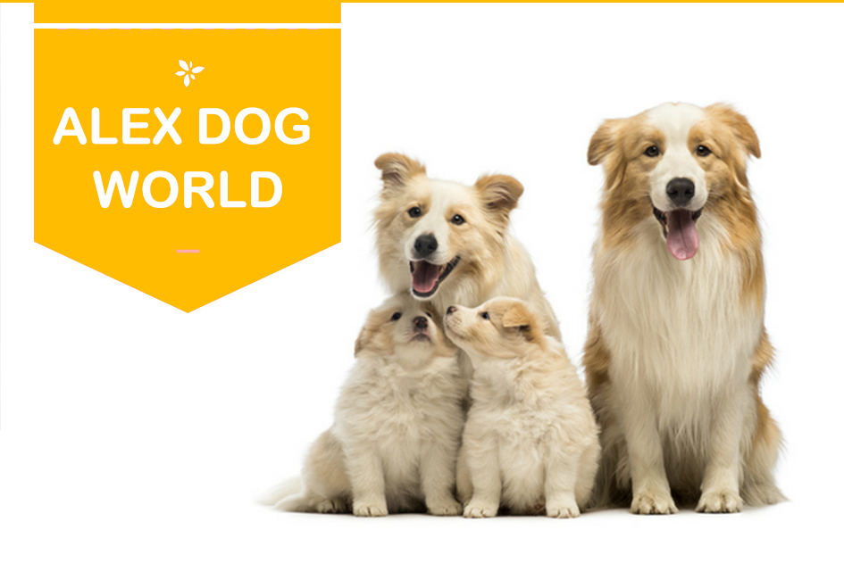 alex dog world dog image